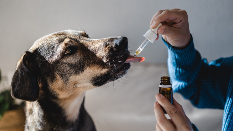 Aceite de Oliva para Curar Otitis en Perros