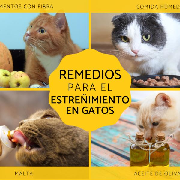 Aceite de Oliva para Gato Estreñido – Aliviar el Estreñimiento de tu Gato