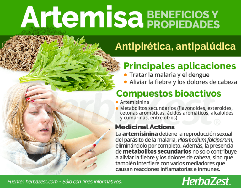 Artemisa Annua: Propiedades, Contraindicaciones y Beneficios