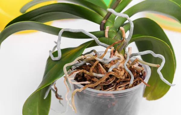 Cómo Cultivar Semillas de Orquídeas: Guía Paso a Paso