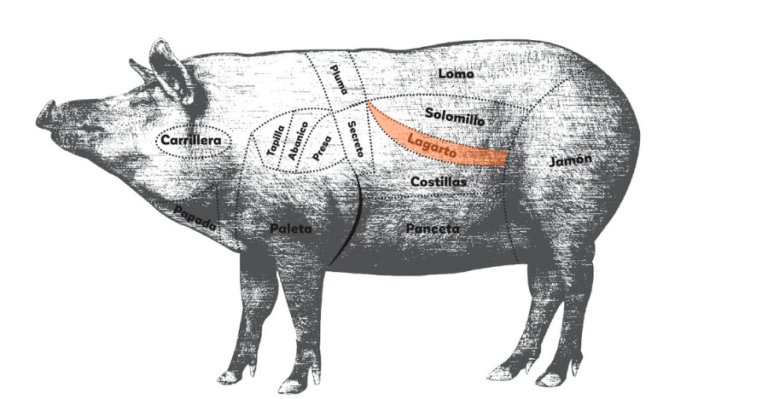 Lagarto de Cerdo: Partes y Características
