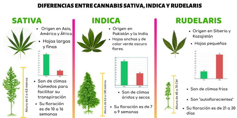 Semillas Marihuana: ¡Descubre Tipos y Características!