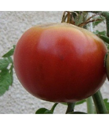 Semillas Tomate Aretxabaleta: ¡Cultiva Tomates Saludables en tu Jardín!