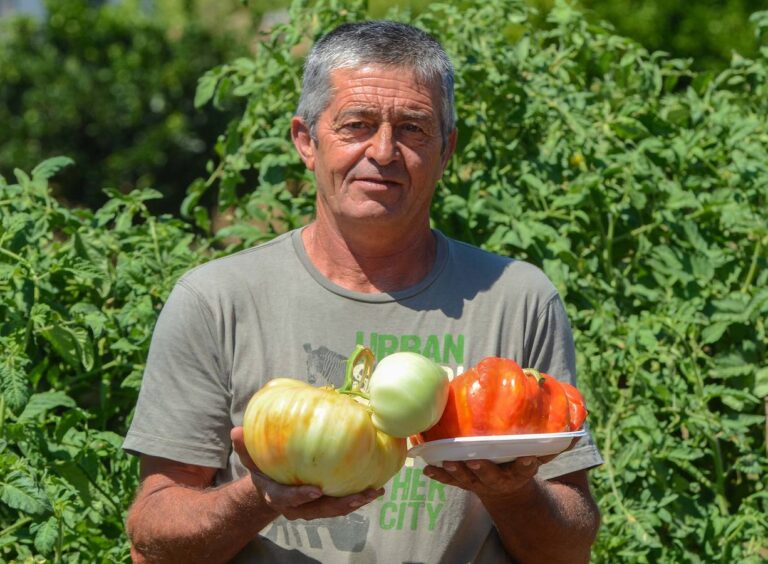 Tomates Gigantes: Descubre la Maravilla de los Tomates Gigantes.
